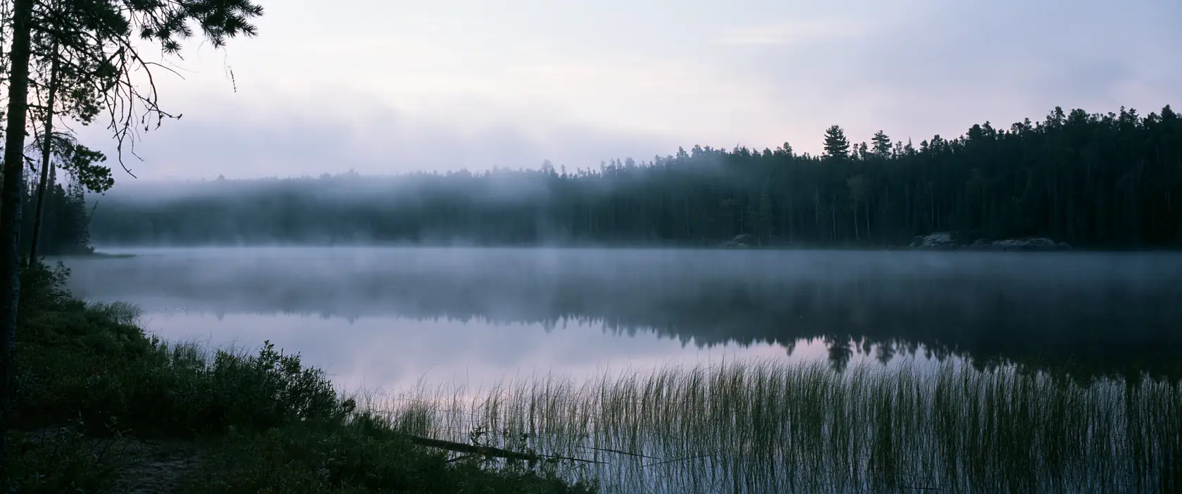 Mist lying over a still boreal lake before dawn, spruce along the far shore and reeds in the near water